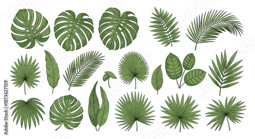 Comprehensive collection of various tropical leaves including monstera and palm fronds in different shapes and green tones.