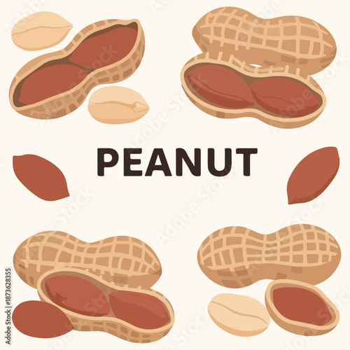 Peanuts Groundnuts in Shell and Peeled Vector Illustration