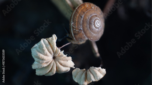Small Snail Near Split Gill Mushrooms Schizophyllum commune