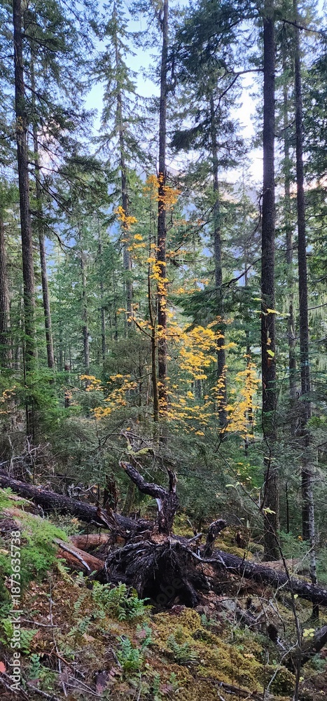 Fototapeta premium forest in autumn