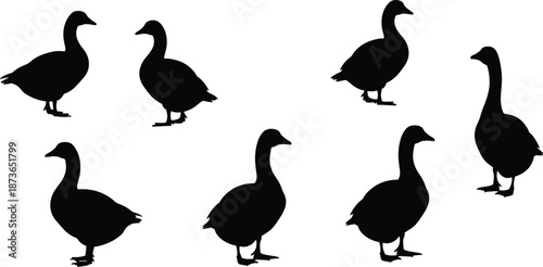 Black goose silhouette collection, waterfowl bird vector illustration set, isolated duck shapes, farm animal wildlife design, minimal flat 