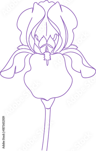 Flower iris outline botanical drawing, elegant spring bloom bud, flora decorative element for greeting card design, vector illustration