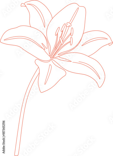 Delicate lily flower in outline style with a single stem. Botanical drawing for decoration, greeting card. Vector illustration