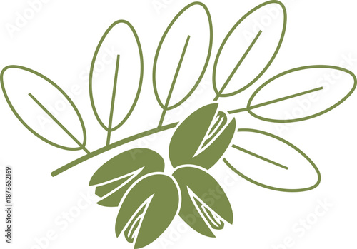 Botanical pistachios branch with green leaves. Healthy snack concept. Simple organic food vector illustration for natural packaging, logo
