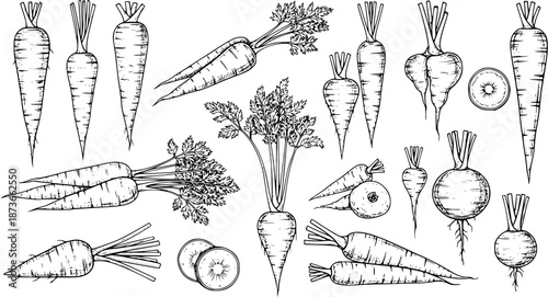 Variety of Root Vegetables Illustration - Carrots, Turnips, Parsnips, and Beets in Vintage Engraving Style