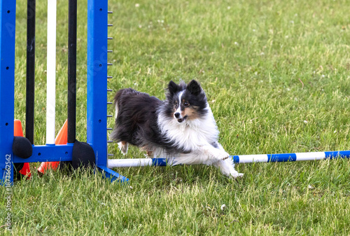 Small fluffy black and white Sheltie dog jumping over a hurdle while competing in an outdoor dog agility course.