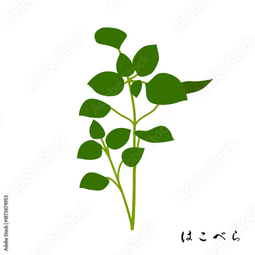 春の七草のはこべらのイラスト