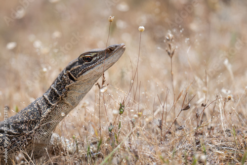 Schilderij op canvas Sand goanna or Gould's monitor (Varanus gouldii), Western Australia
