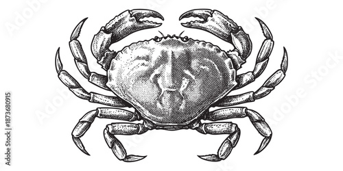 crab with pincers illustrated in a vintage black and white engraving style