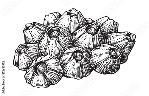 Dense cluster of marine barnacles illustrated in a vintage black and white engraving style.