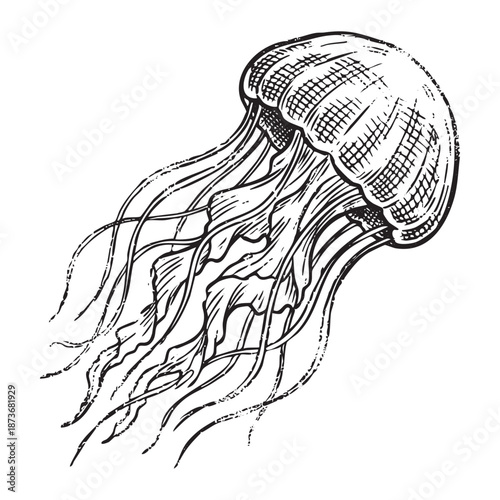 Marine Jellyfish with Tentacles engraving illustration