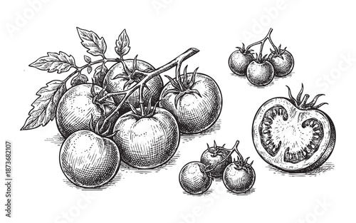 Set of fresh tomatoes including cluster on the vine, cherry tomatoes, and a halved tomato showing seeds, botanical engraving illustration