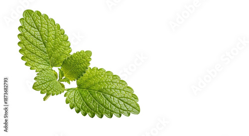 Two vibrant green lemon balm leaves, textured and veined, on a transparent studio background with copy space, soft diffused high-key lighting, concept of natural wellness