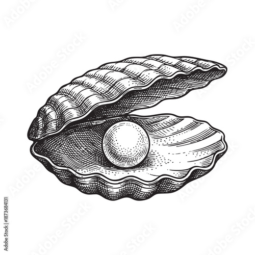 Open Oyster Shell Revealing a Pearl engraving vector illustration