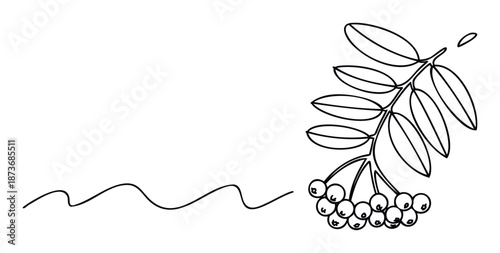 Minimalist black line art drawing of a rowan tree branch with delicate leaves and a cluster of berries, suitable for naturethemed projects, simple logos, or educational materials.