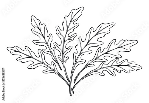 Outline drawing of fresh peppery arugula leaves bunched together perfect for food packaging, recipe books, healthy eating promotions, or restaurant menu designs