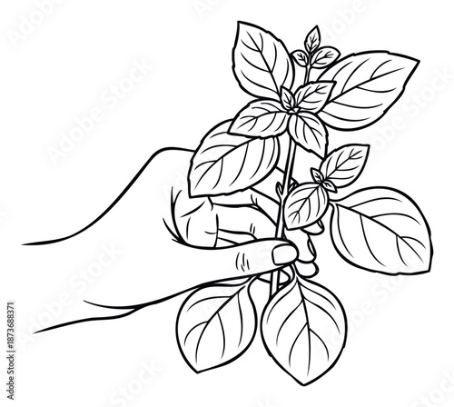 Black outline drawing of a human hand gently holding a fresh sprig of aromatic basil, perfect for culinary blogs, food packaging, gardening guides, or recipe illustrations.