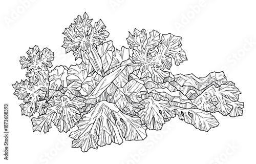 Graphic outline drawing of lush leafy greens providing a healthy food concept for culinary blogs and farmtotable restaurant menus and organic product branding