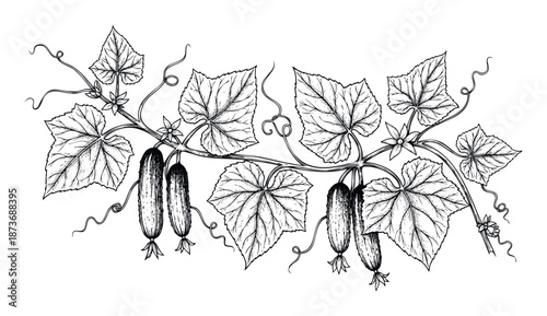 Detailed botanical drawing of a fresh cucumber plant with ripe cucumbers, green leaves, and delicate tendrils, perfect for food packaging and gardening book covers