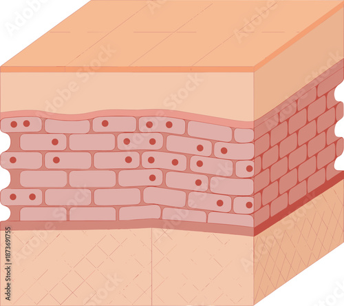 Anatomical 3D cross section of human skin layers showing epidermis dermis and subcutaneous tissue for medical education dermatology and healthcare illustration