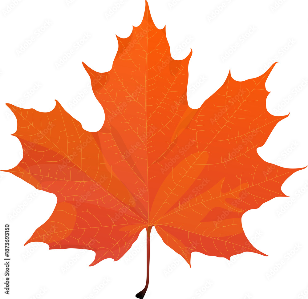 Obraz premium Awesome vector maple leaves isolated on white