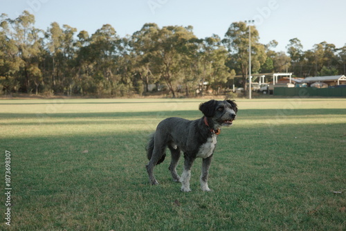Black and white bordoodle dog at the park