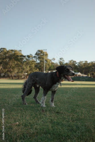 Black and white bordoodle dog at the park