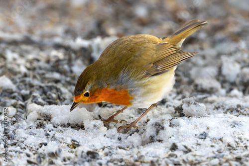 Ein Rotkehlchen in der Seitenansicht sucht auf vereisten Boden nach Nahrung