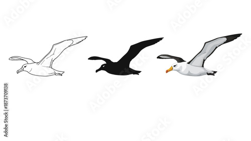 Set of three flying albatross or seagull illustrations outline, silhouette and full color realistic drawing