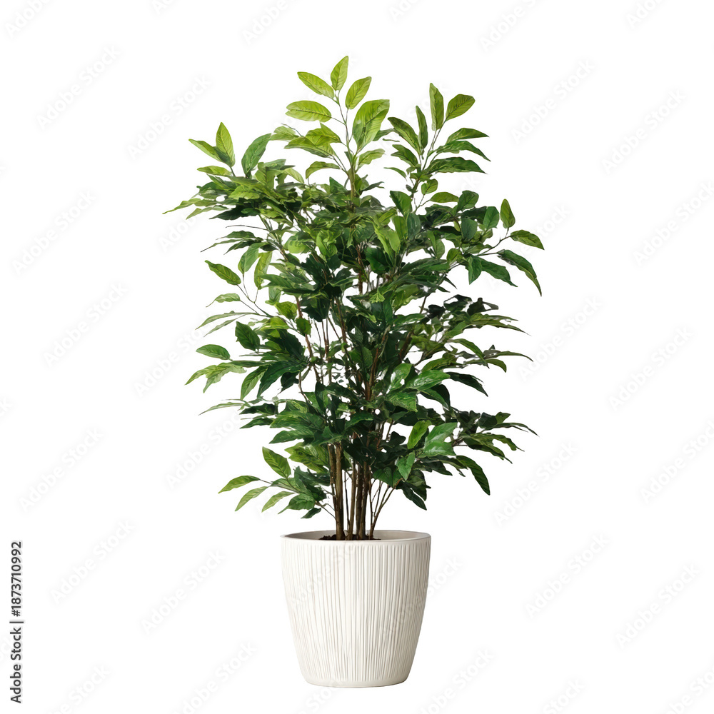 Fototapeta premium Lush Green Indoor Plant in Stylish White Pot for Home Decor