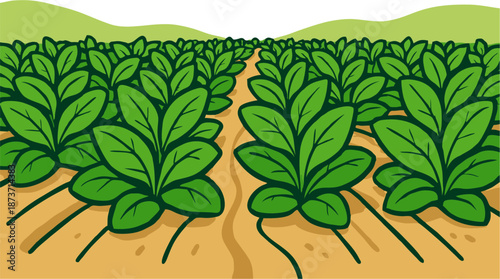 Cartoon Tobacco Field Plantation Winding Path Green Hills Vector