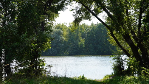 landscape, forest, birch, nature, travel, sky, lake, summer, nature