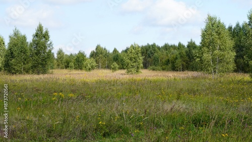 landscape, forest, birch, nature, travel, sky, lake, summer, nature