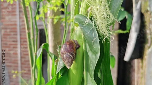 Small garden snail crawling on a vibrant green leaf after rain