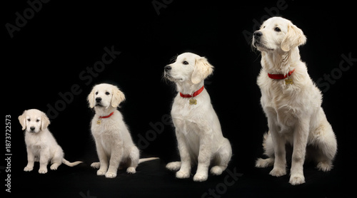 Golden Retriever Puppy Growth Stages in Studio Portrait on Black Background