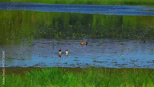 a video of seasonal duck swimming in a lake at Nisqually Natural Wildlife Preserve Washington State