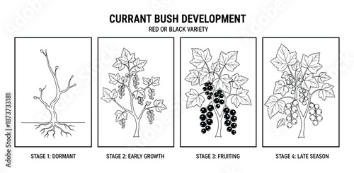 Currant Bush Development Stages: Red or Black Variety from Dormant to Late Season, Plant Growth Cycle.