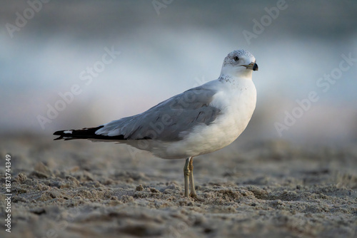 Cuadro en lienzo Low telephoto shot of a seagull on the beach