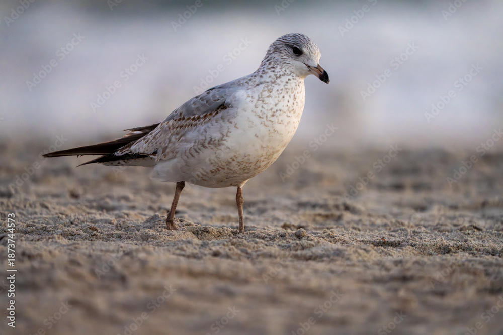 Obraz premium seagull on the beach sand