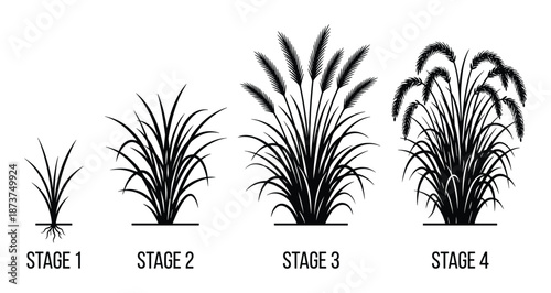 Ornamental Grass Growth Stages Illustration Vector, Life Cycle Diagram, Isolated Plant, Seedling, Vegetative Maturity