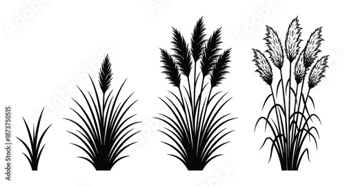 Pampas grass growth stages, black silhouette vector illustration on white background, complete plant life cycle