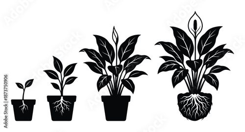 Peace Lily Growth Stages Illustration, Plant Life Cycle, Spathiphyllum Sequence
