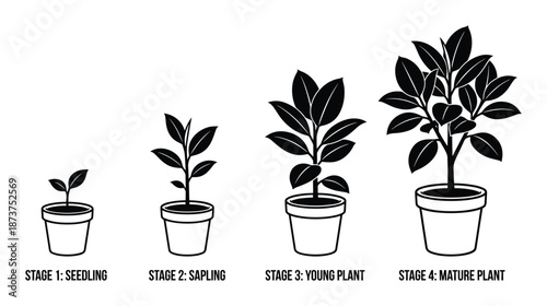 Plant Growth Stages Vector Illustration, Seedling, Sapling, Young Plant, and Mature Plant, lifecycle Germination diagram