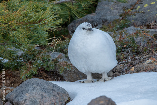Quadro su tela もふもふの雷鳥