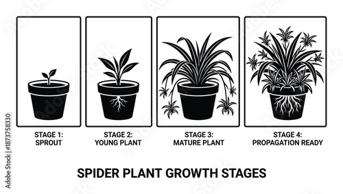 Spider Plant Growth Stages Vector Illustration: Sprout, Young, Mature and Ready Propagation