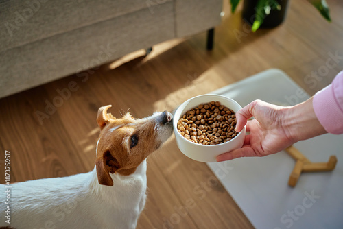 Wallpaper Mural Hungry dog sniffing bowl with dry food held by woman hand at home. Jack Russell terrier dog waiting for feeding. Pet care and dog feeding concept Torontodigital.ca