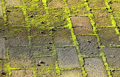 Background, texture of paving slabs in a square, the seams between the tiles overgrown with bright green moss