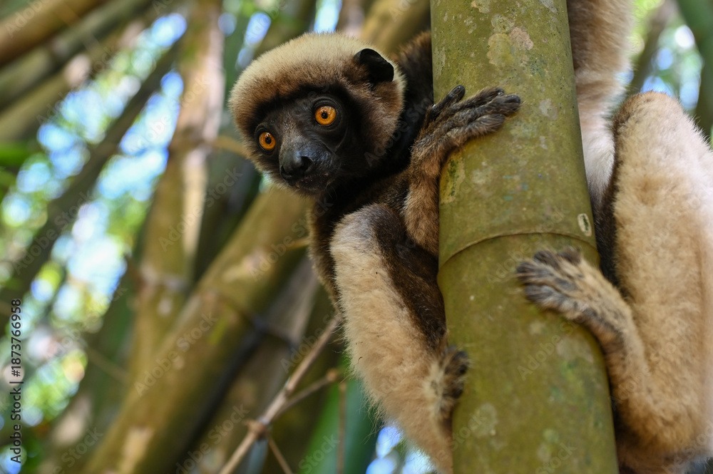 Fototapeta premium Coquerel s Sifaka (Propithecus coquereli). Endangered and endemic to Madagascar.