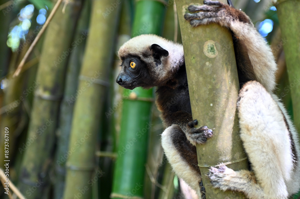 Fototapeta premium Coquerel s Sifaka (Propithecus coquereli). Endangered and endemic to Madagascar.