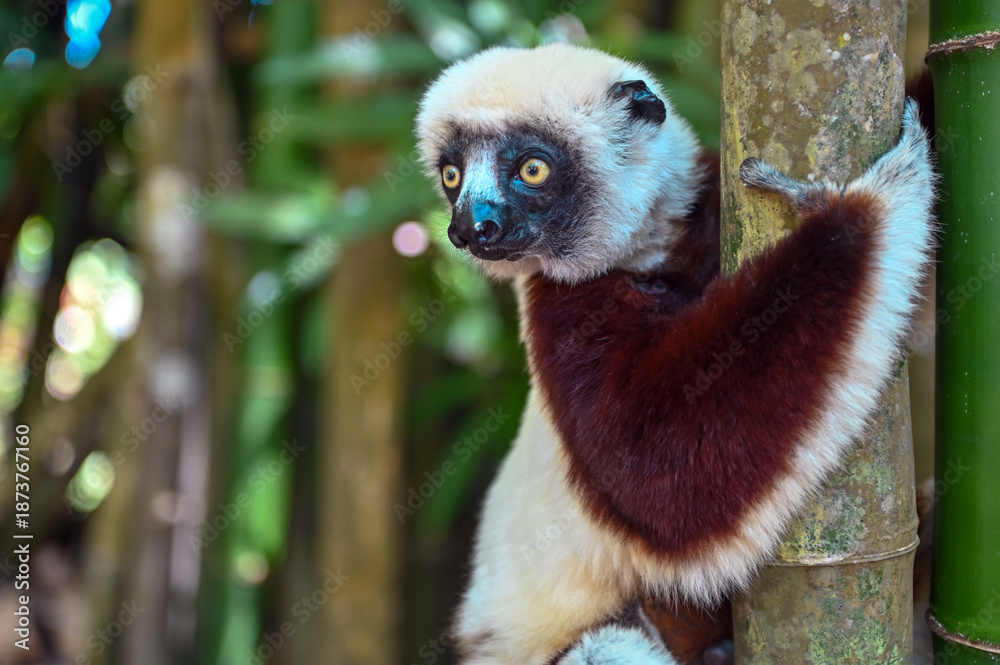 Fototapeta premium Coquerel s Sifaka (Propithecus coquereli). Endangered and endemic to Madagascar.